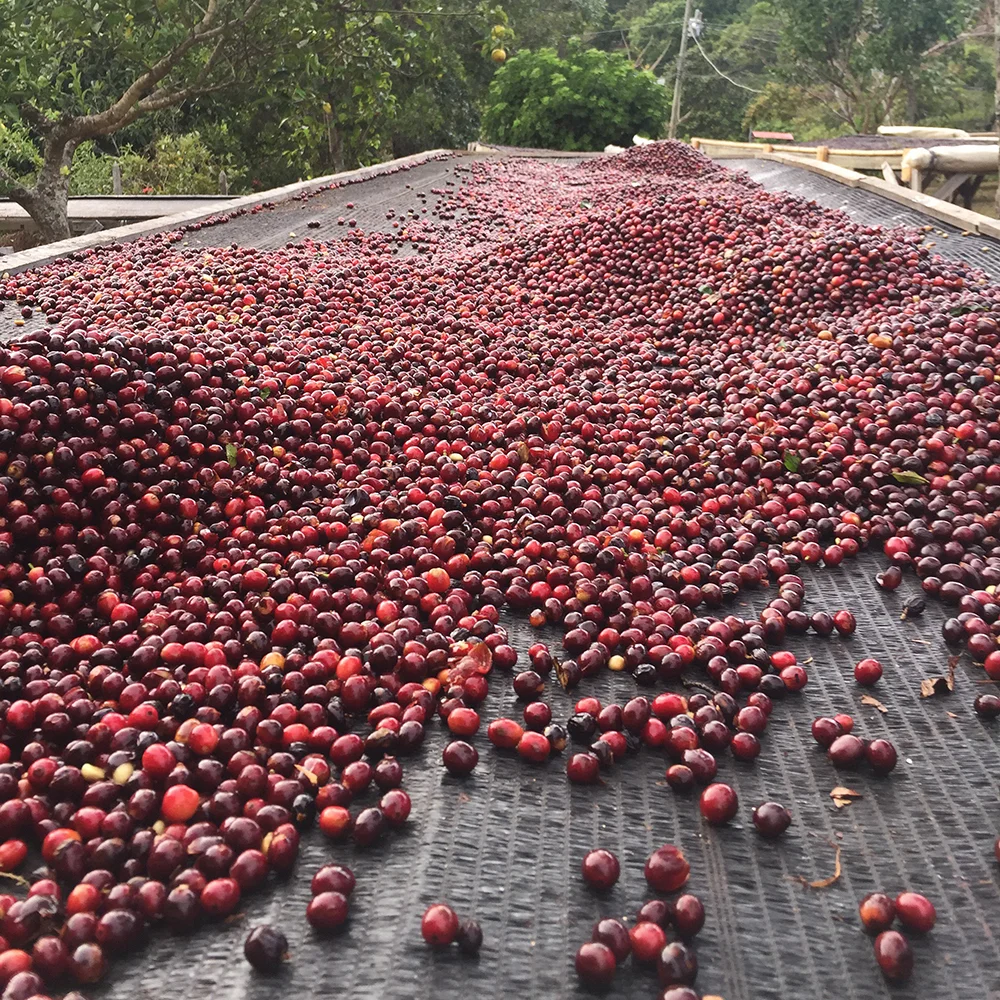 Fresh cherries ready to be dried