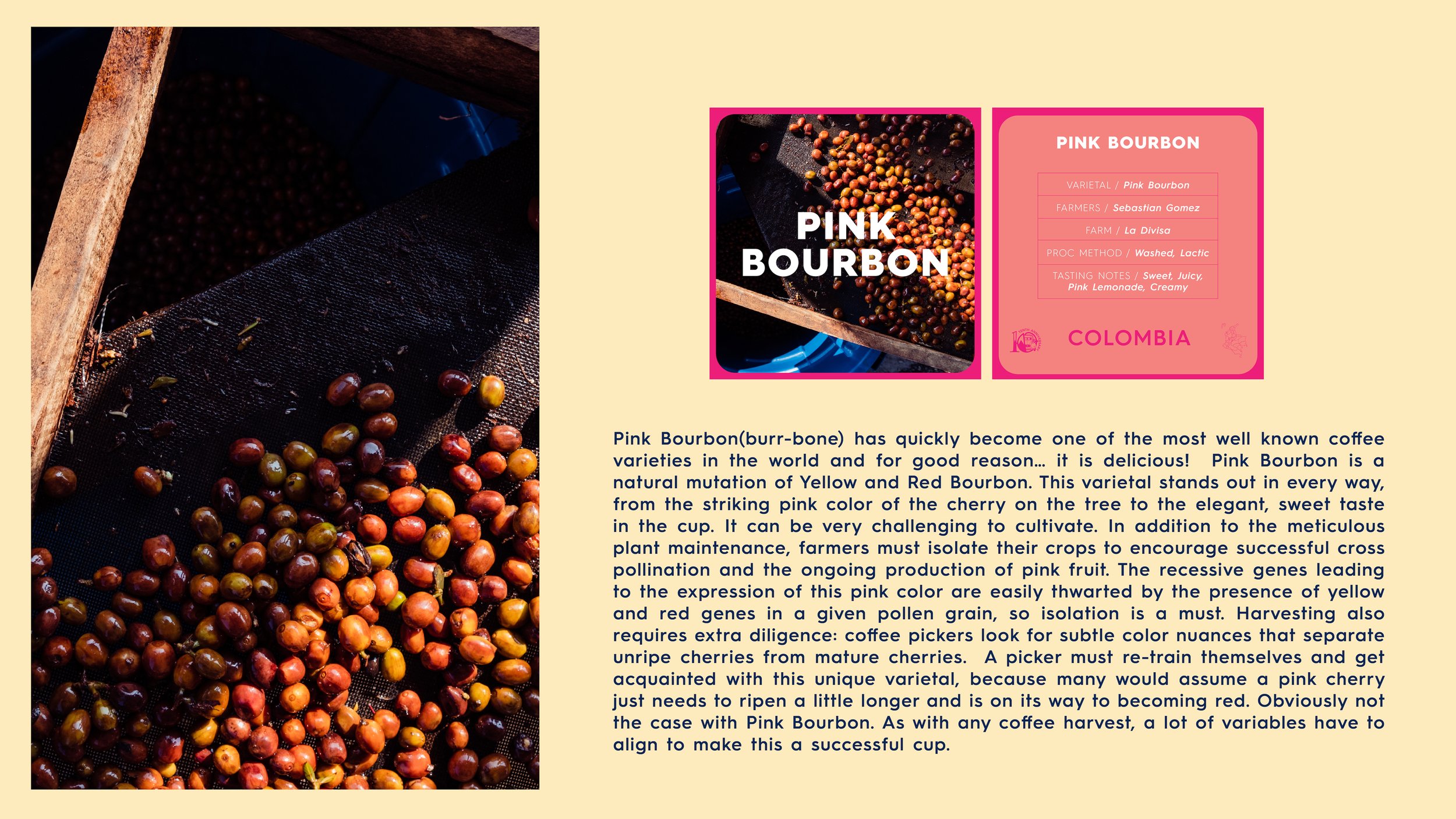 10 YEAR VARIETAL_ CARDS 3.23_Pink Bourbon Overview copy 4.jpg