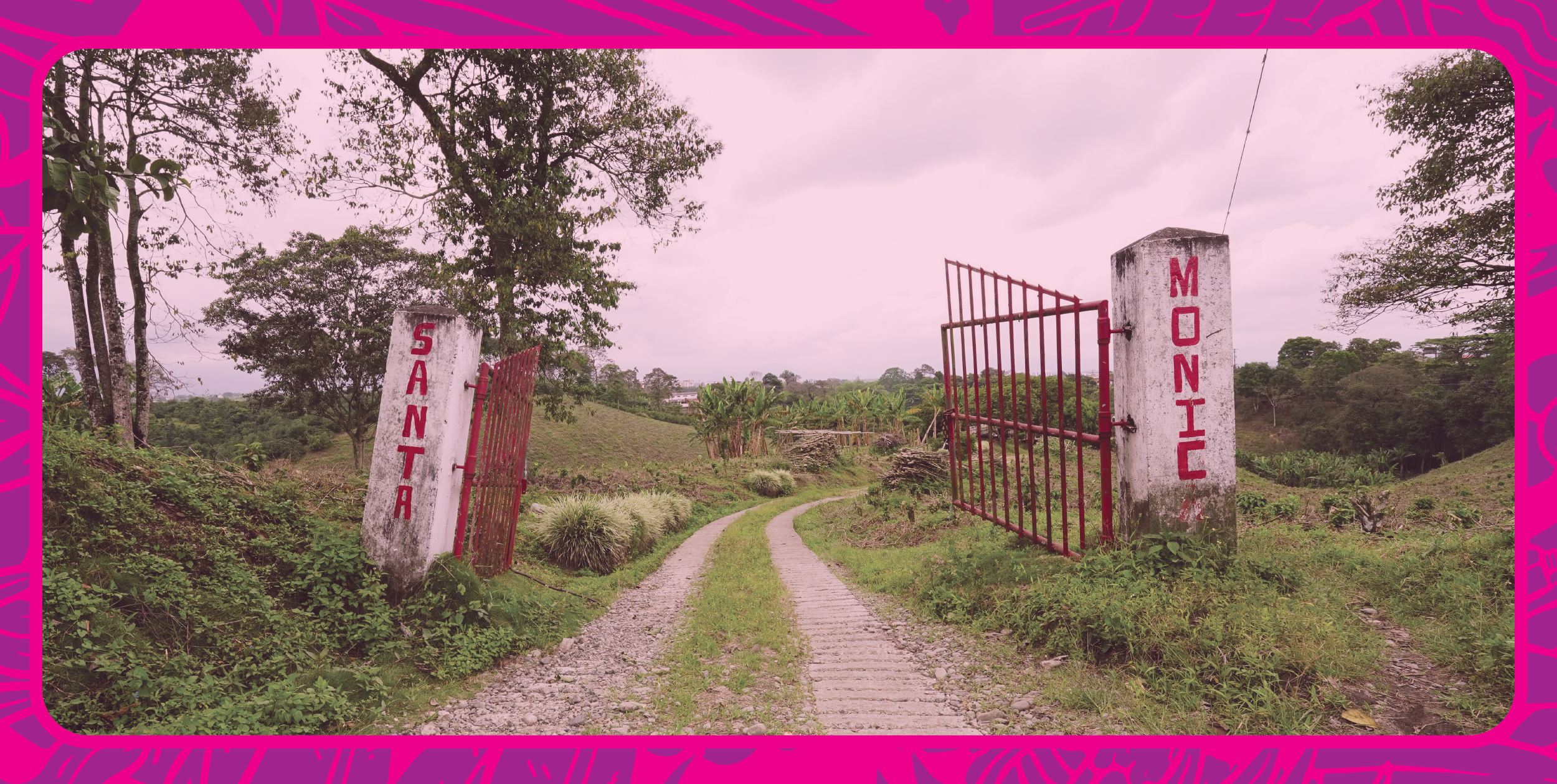 Colombia _ pink bourbon_3.13.24_WEB BANNER.png