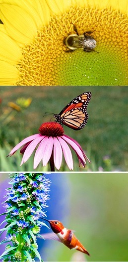 Flickr CC photos: Danny Perez, 2010; Bill Millhouser, 2001; USDA, 2014.