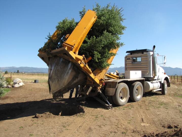 TREE-SPADE~~element24.jpg