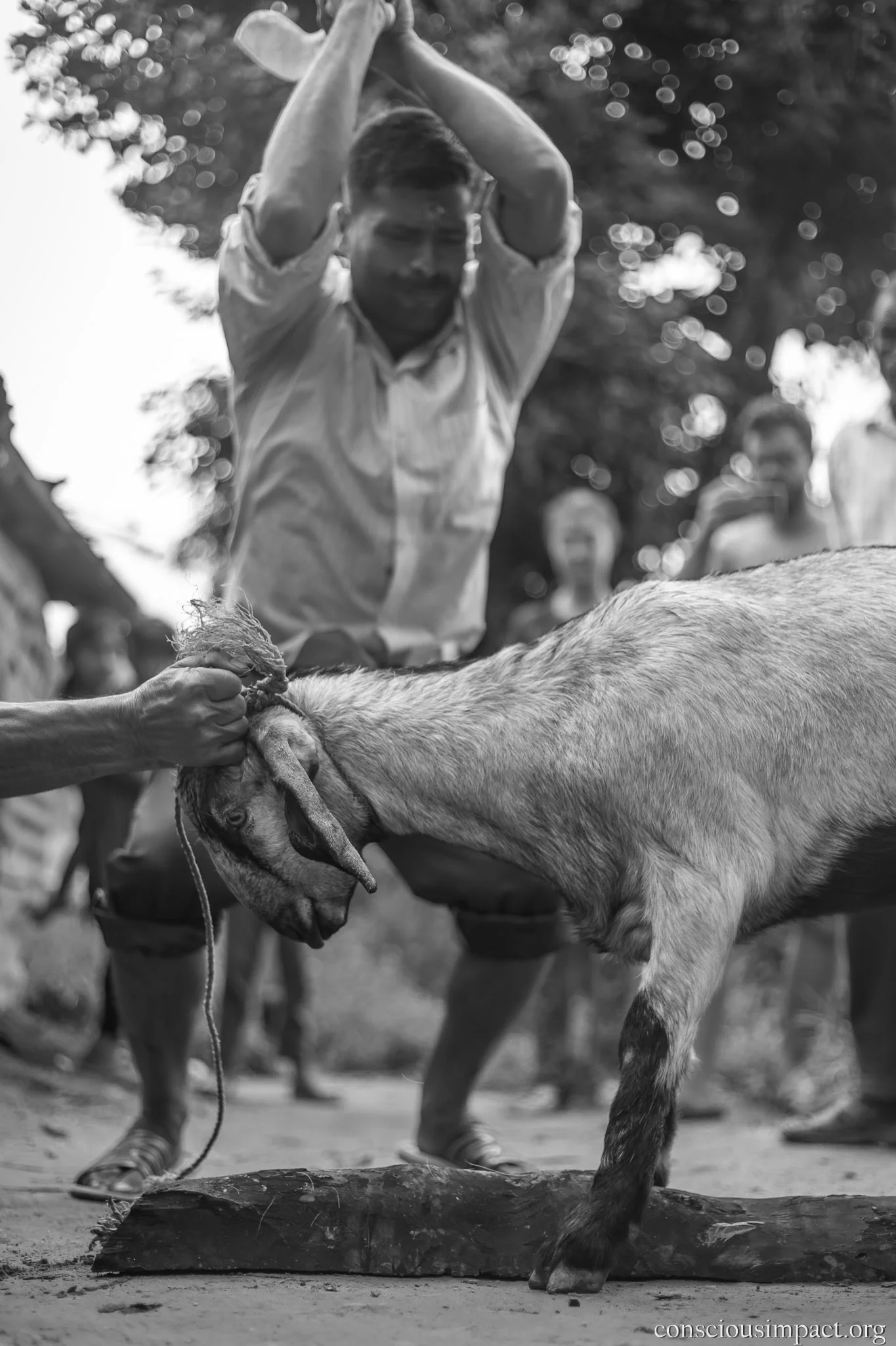 Animals are sacrificed and puja is offered to the Hindu goddess Durga, who defeated the evil Mahishasur.