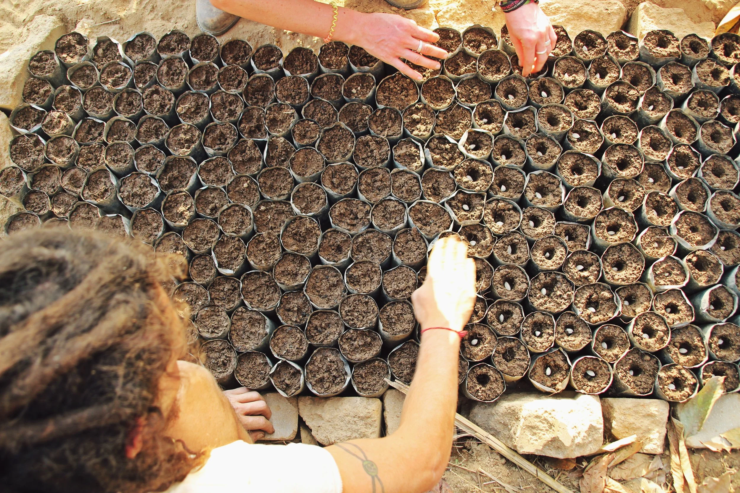 The Magic of Moringa