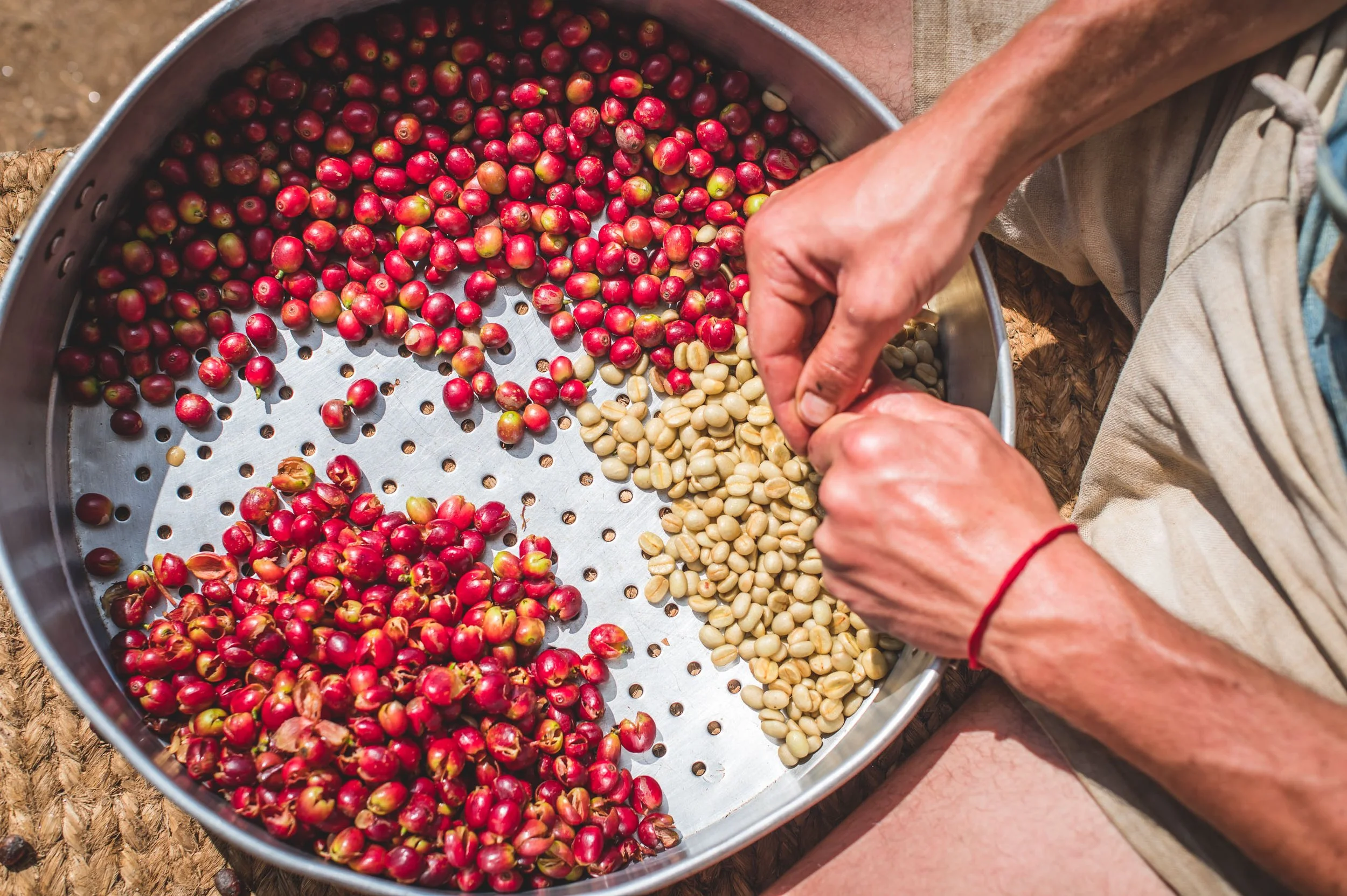 Intro to Plant Propagation — Conscious Impact