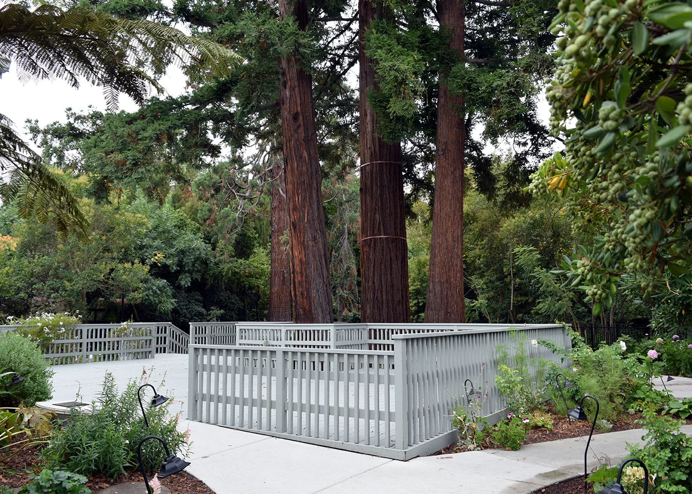 Exterior: redwood trees and back deck