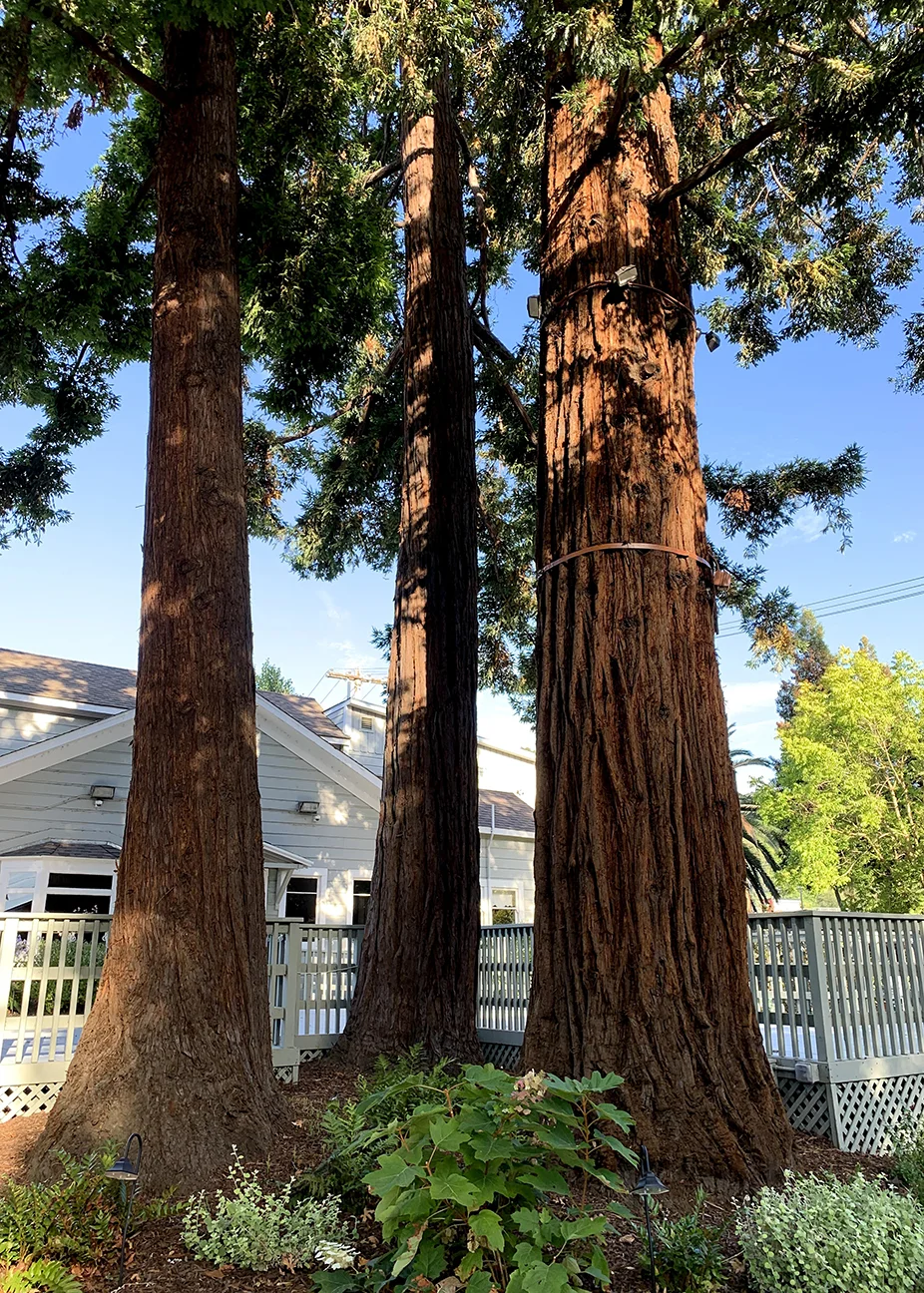 Exterior: redwood trees