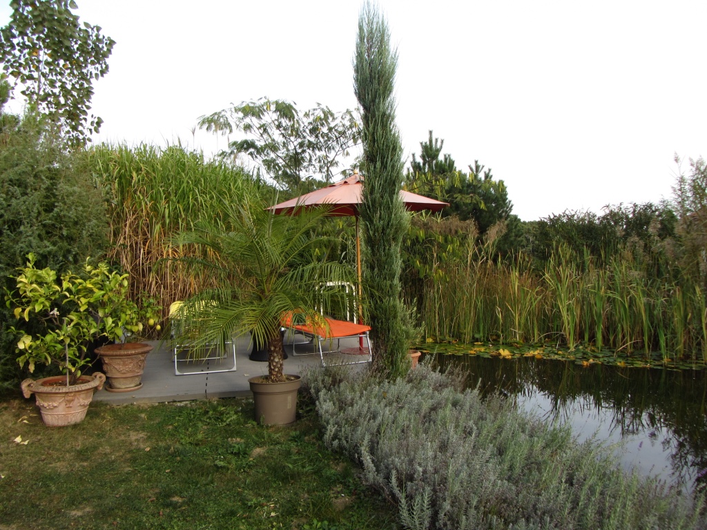 TCM & Yoga_Südburgenland_Schwimmteich.jpg