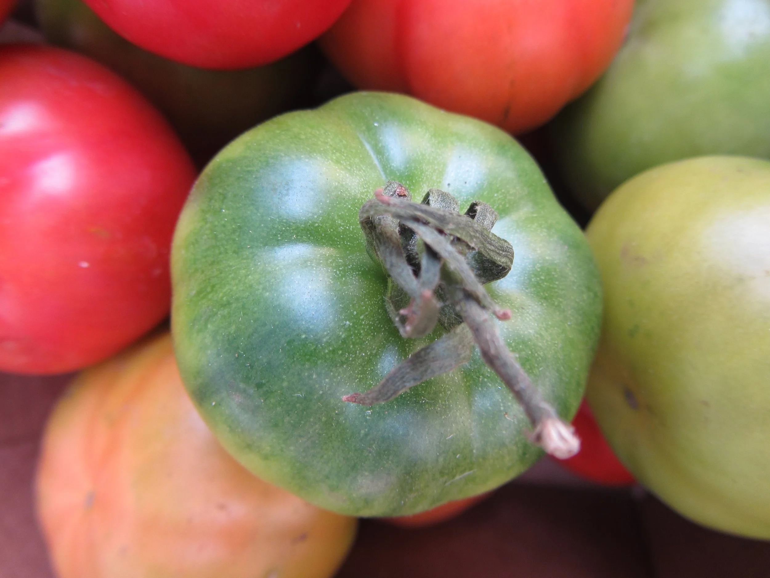 grüne Tomate.jpg