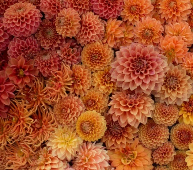 Peach interior design ideas - image by Floret Flowers