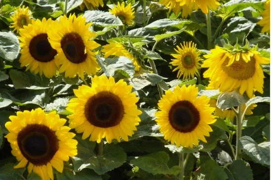 Summery yellow colour inspiration for interiors. 
