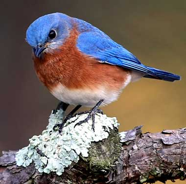 bird.png