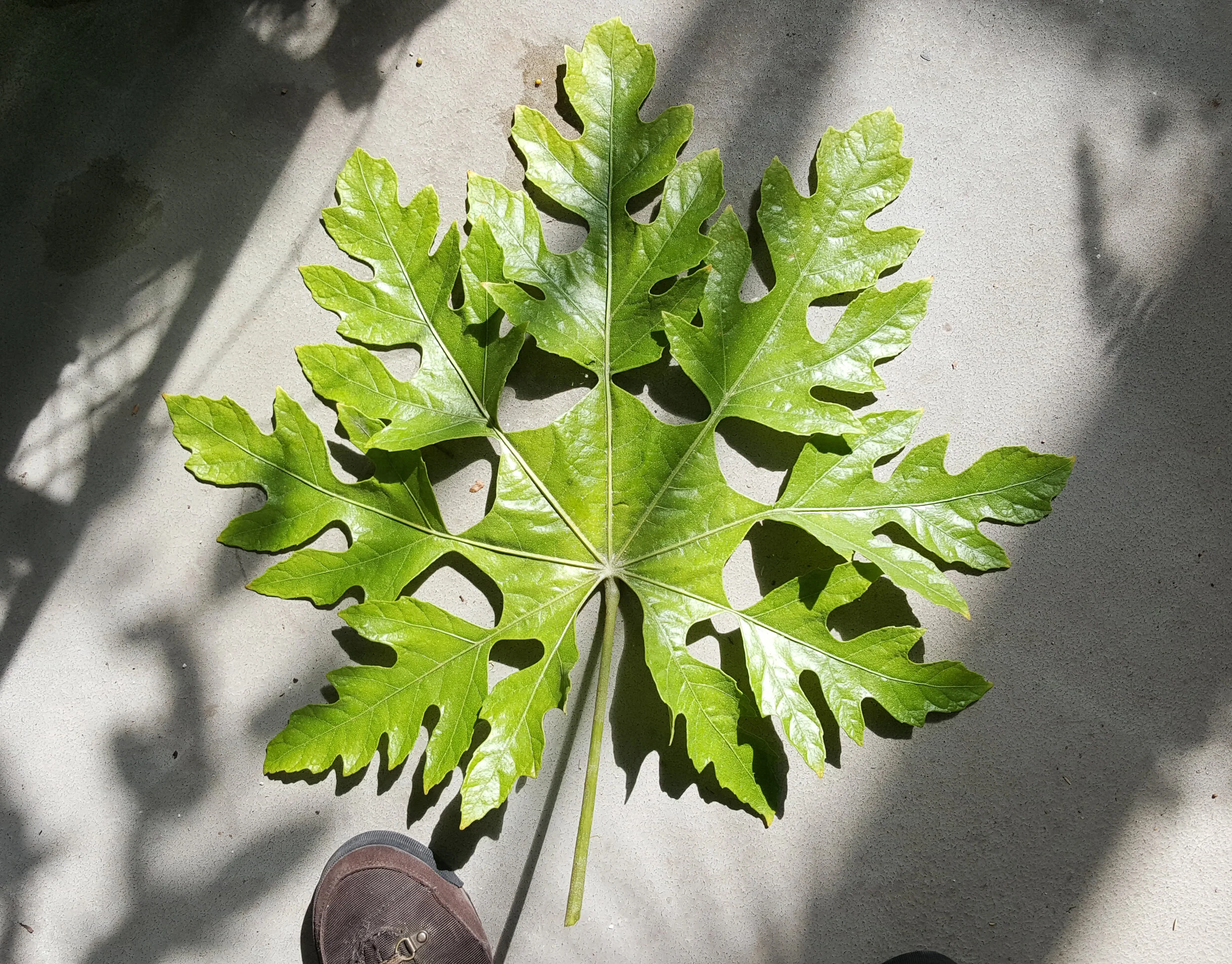 Green Space and Nature in NYC
