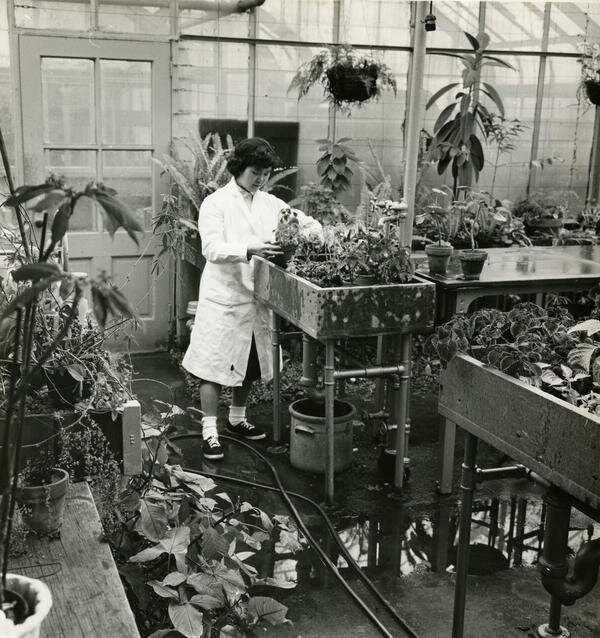 Botany student in greenhouse, circa 1962