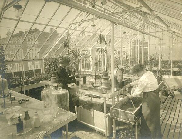 Students work in the greenhouse, circa 1912.