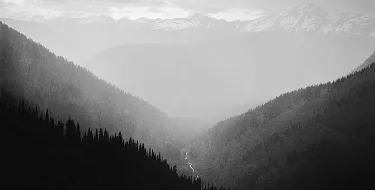 trees.jpg