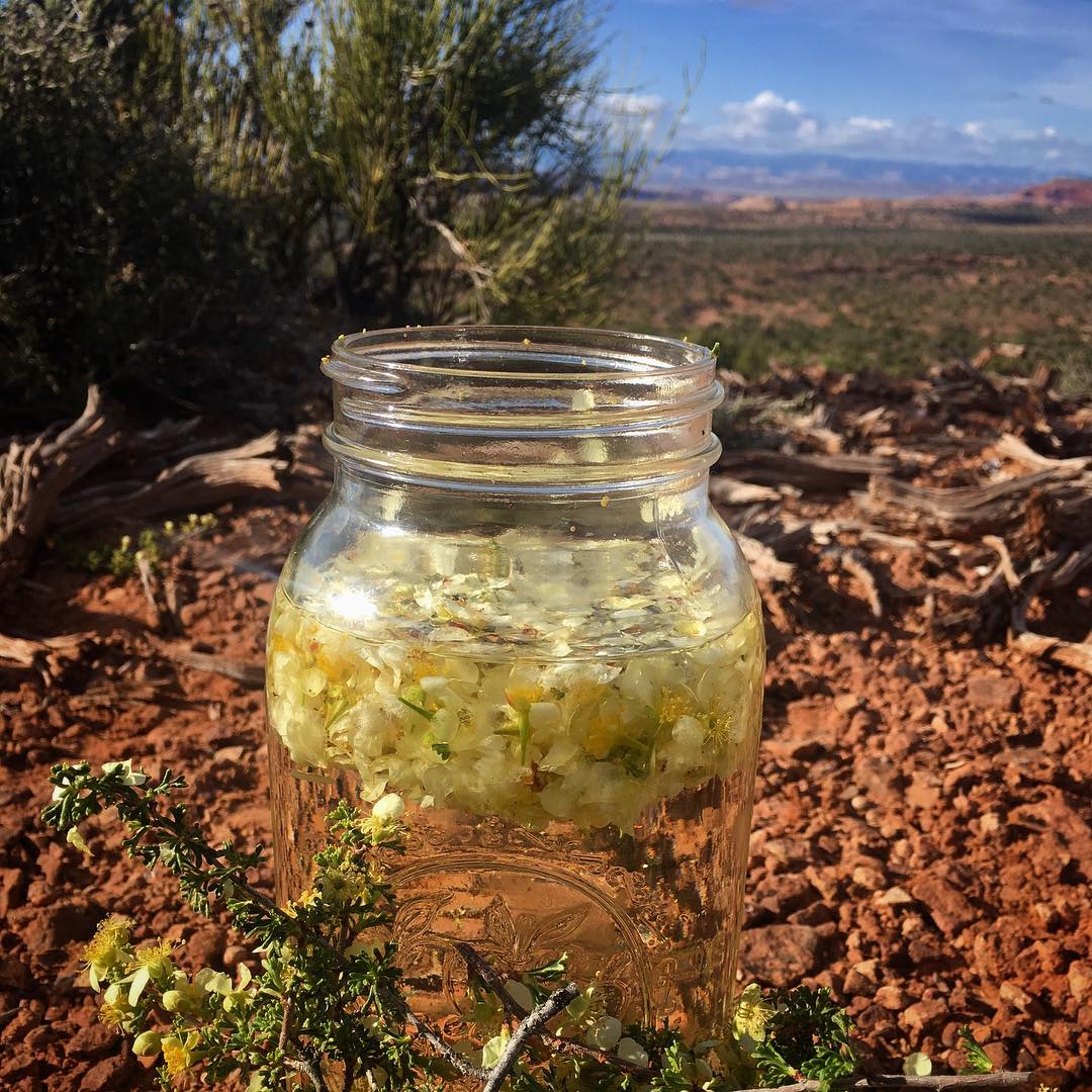 cliffrose harvest.jpg