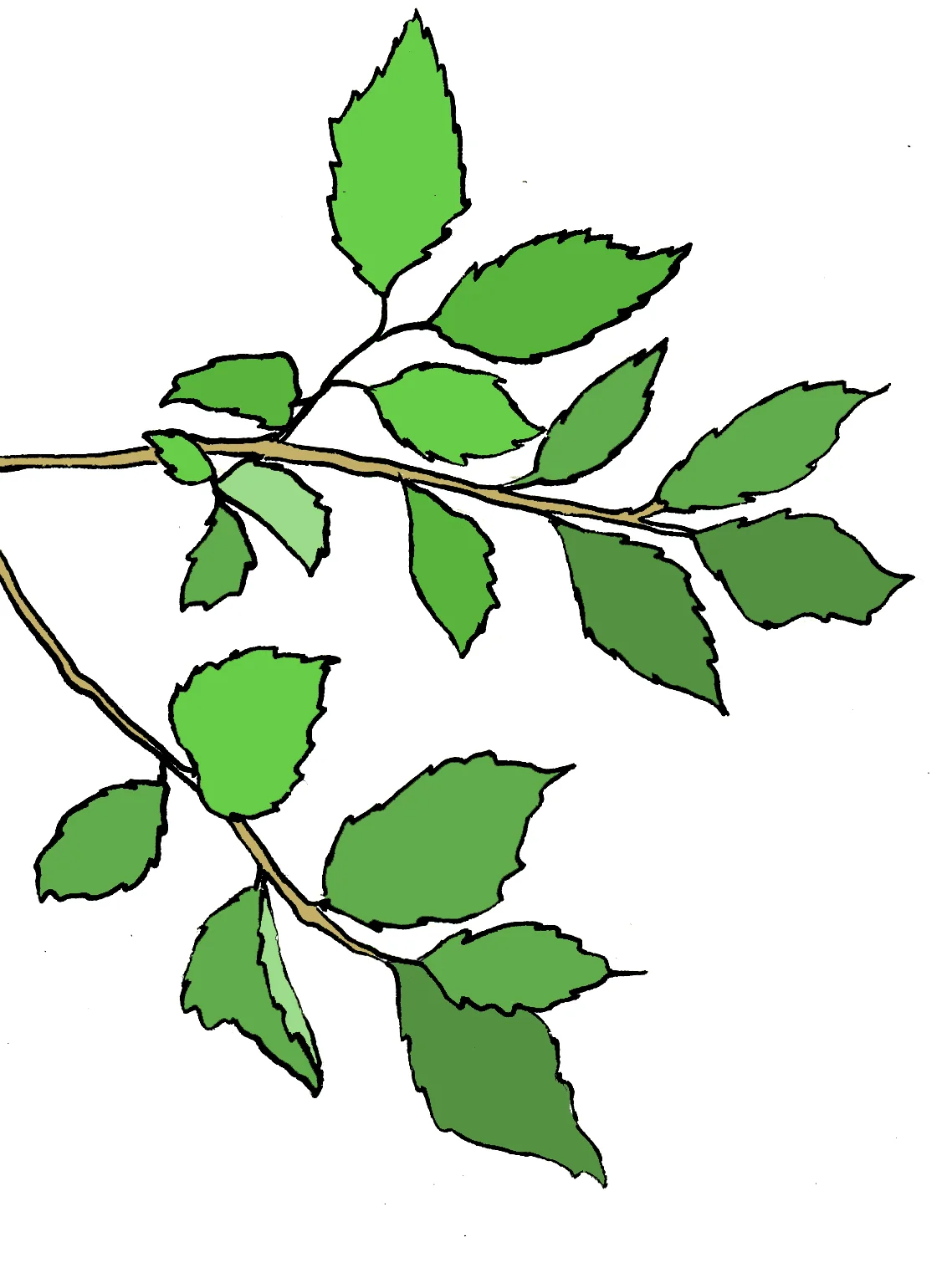 leaves.jpg
