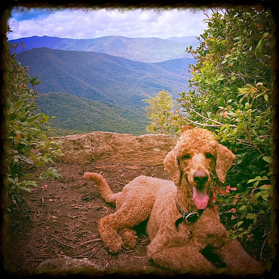 Friday Fave:  Art Loeb to The Narrows, Shining Rock Wilderness