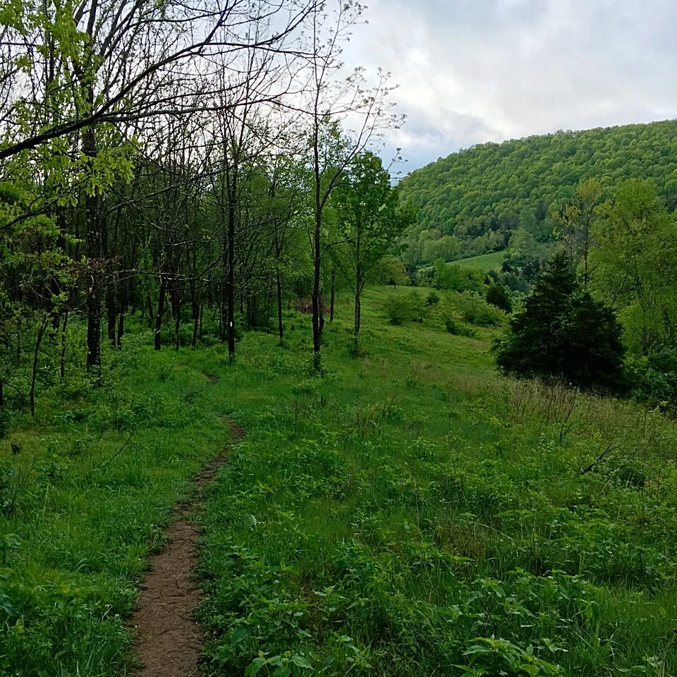 It doesn't look like much in the photo, but I remember taking the picture through joyful tears that welled up as I hiked this stretch in Virginia.