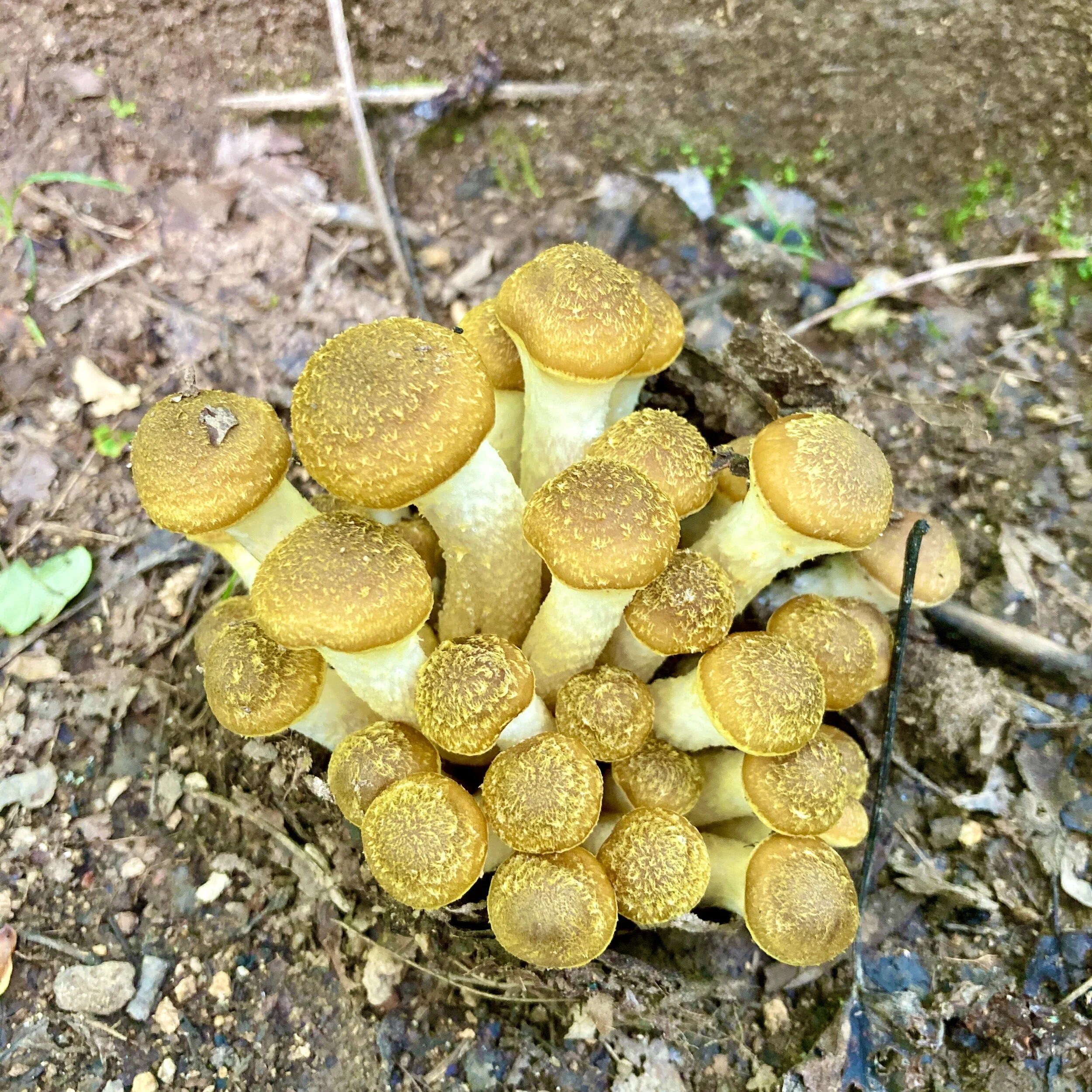 BMT/AT Figure 8 Day 39:  Umbrella Appropriate Day