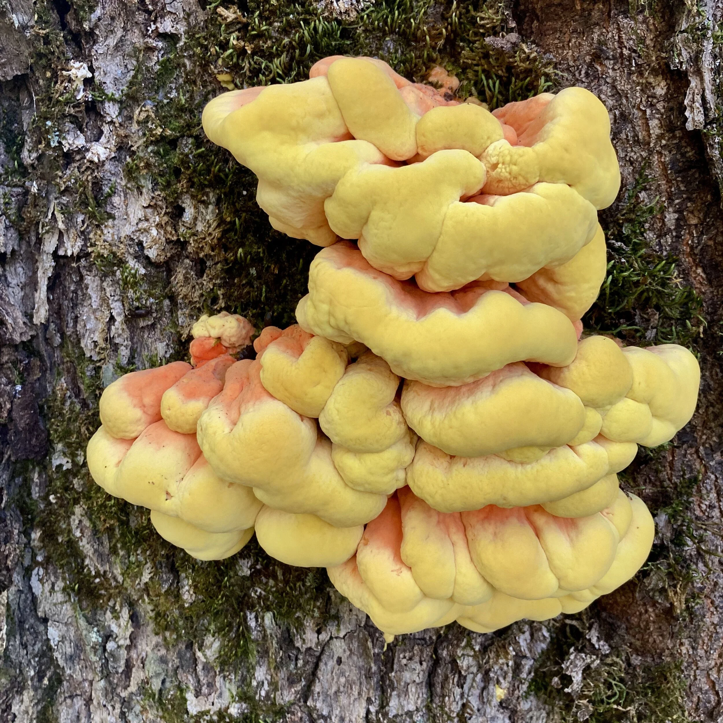 BMT/AT Figure 8 Day 36:  Donut.  Donut.  Donut.