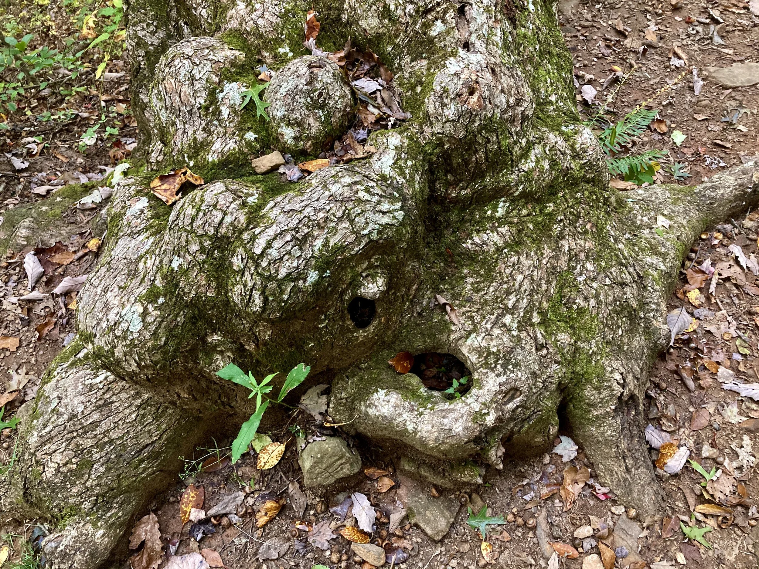 BMT/AT Figure 8 Day 44:  Breaking my Stealth Site Commitment