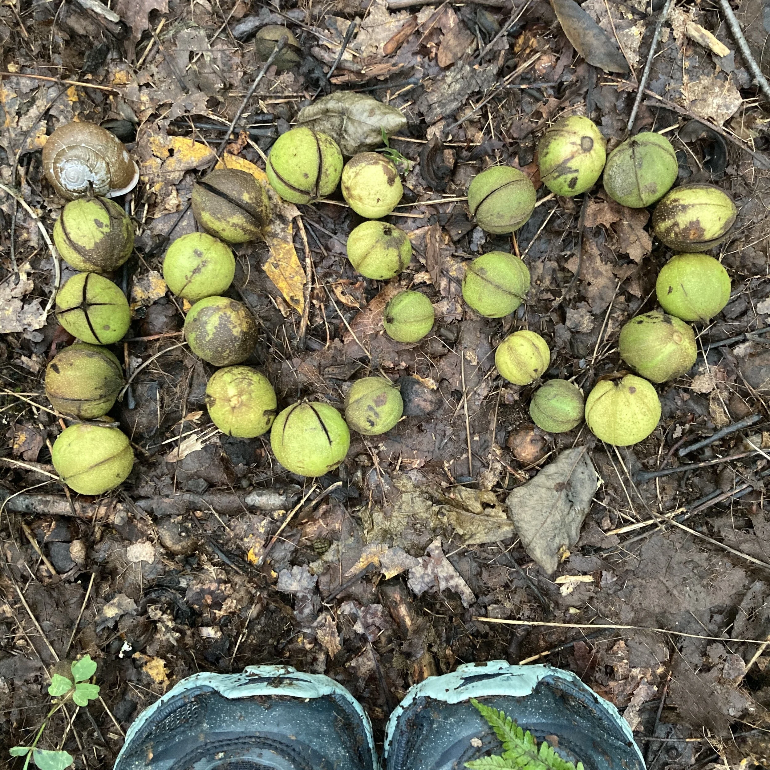 BMT/AT Figure 8 Day 46:  500 Miles!