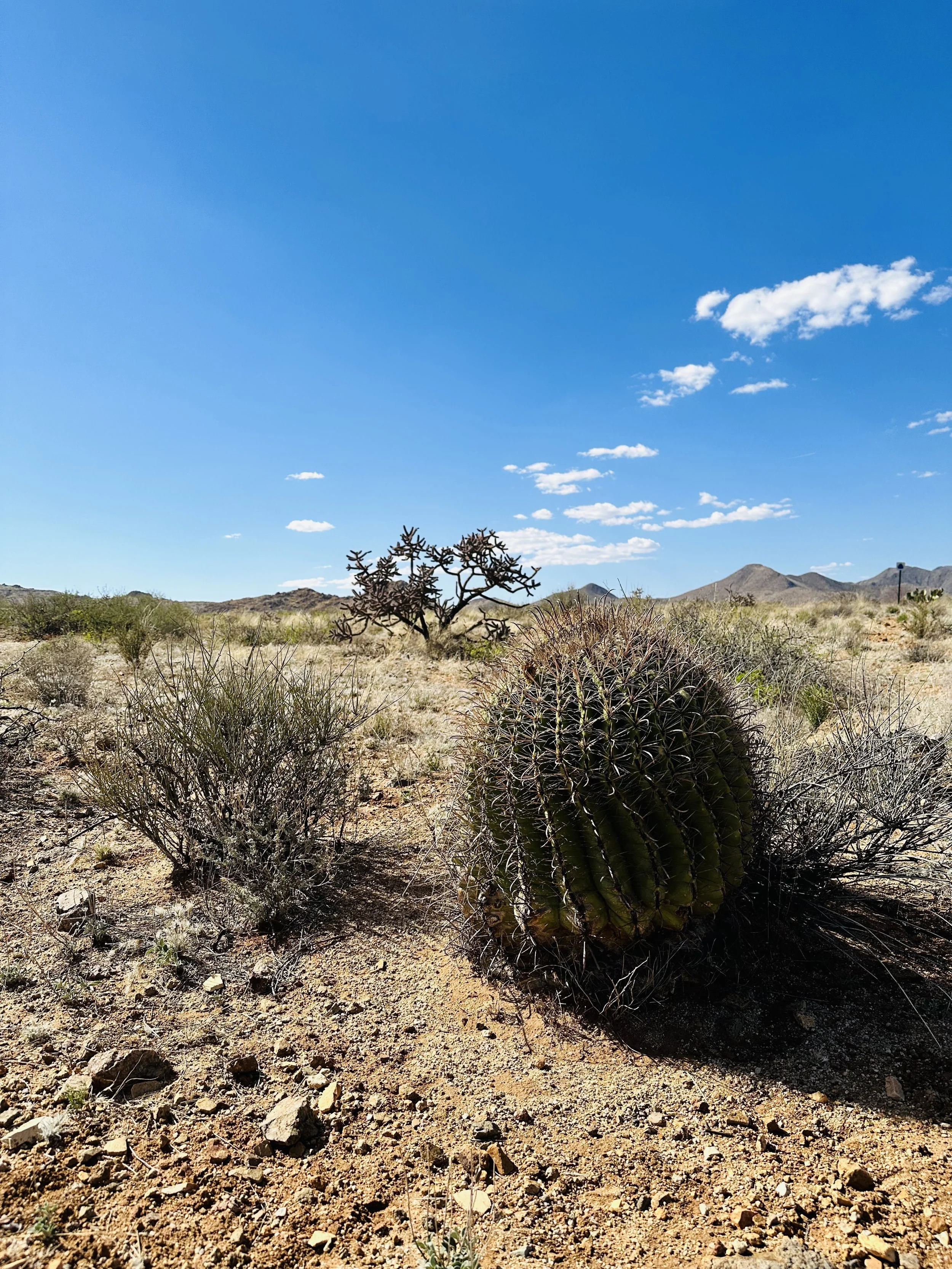 cacti.jpeg