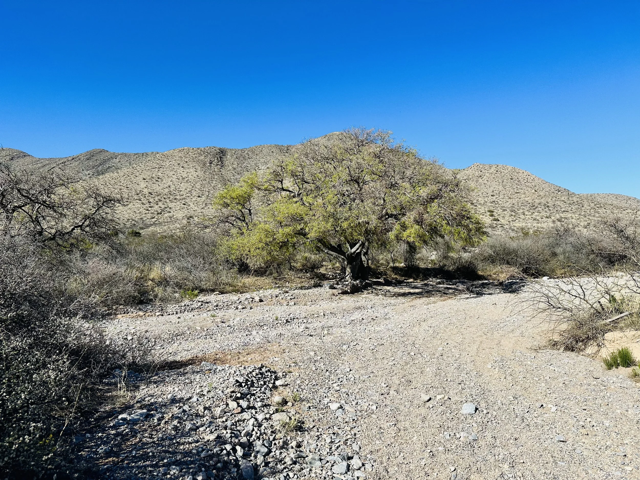 tree.jpeg