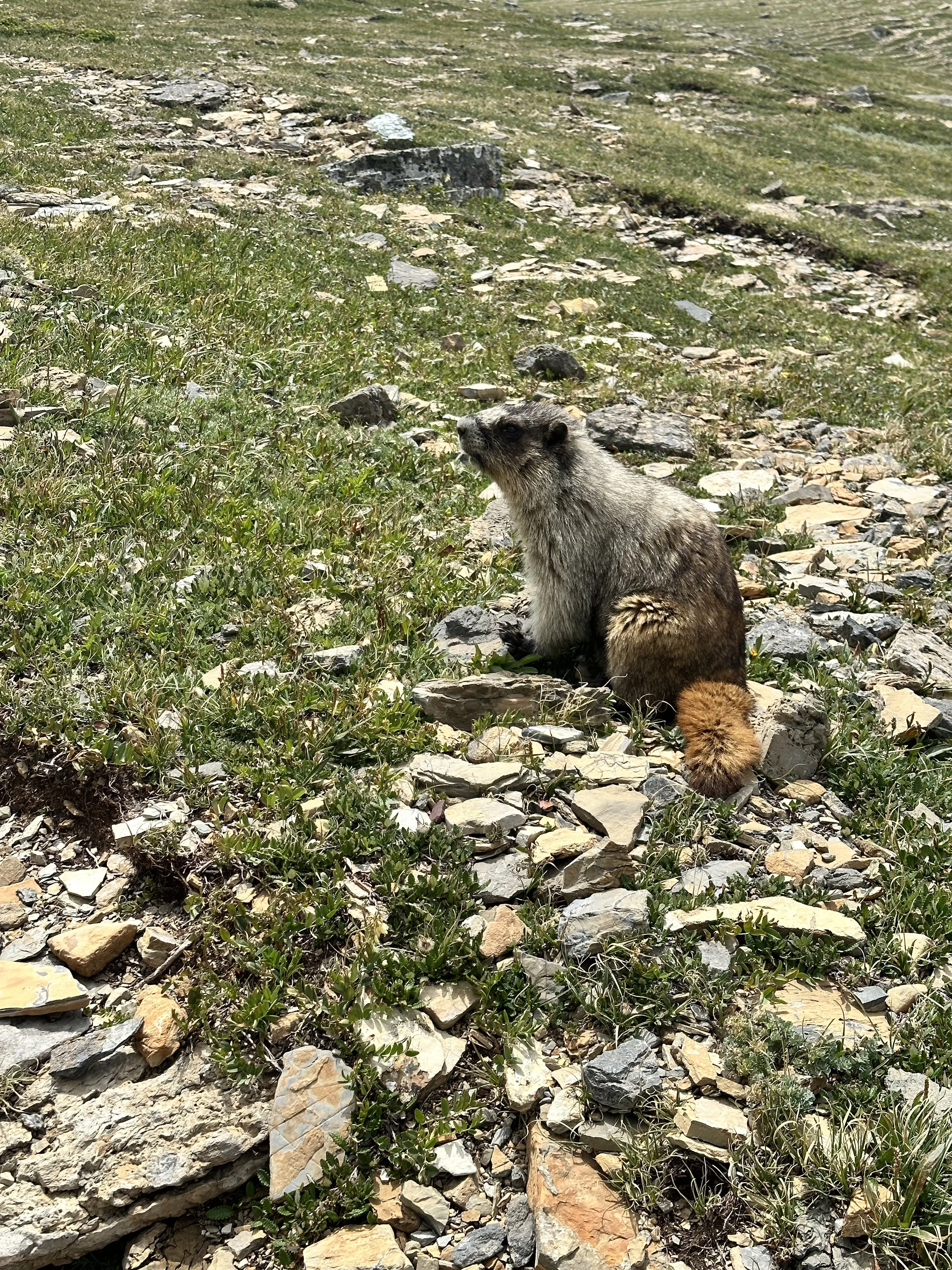 day 4 marmot.jpeg