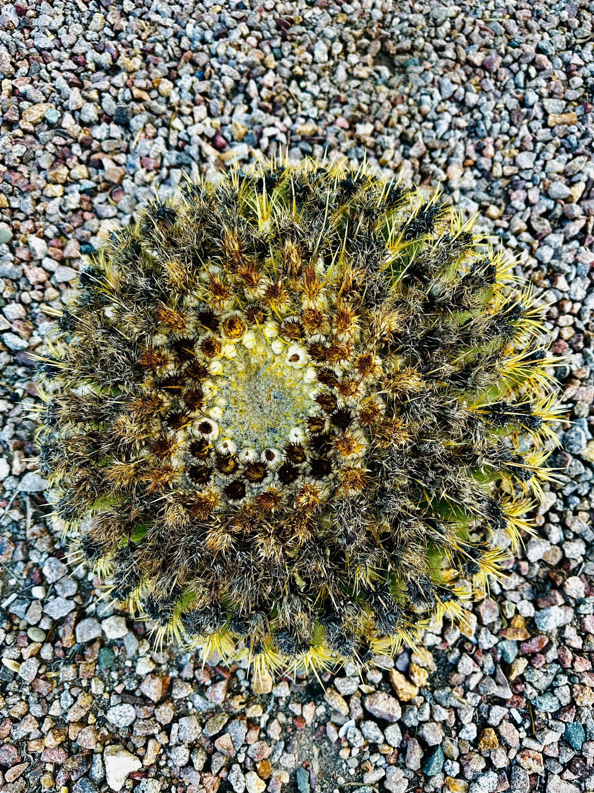cactus.jpeg