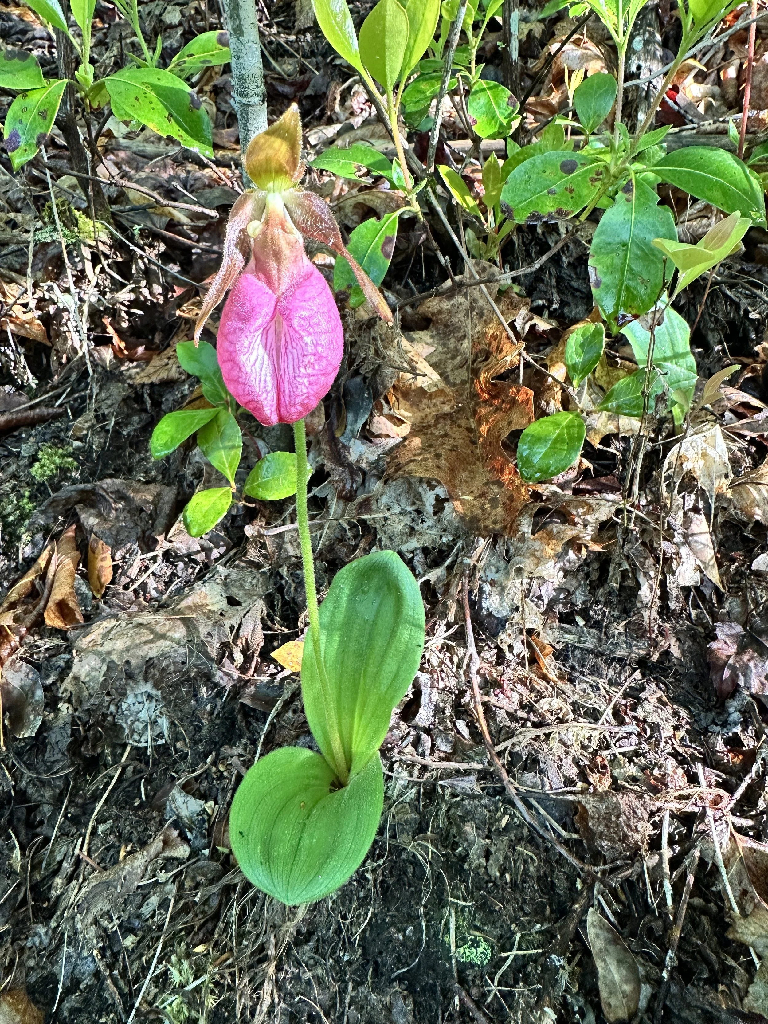 AT 2024, Day 13: Nature Screams “SPRING!!!” Today