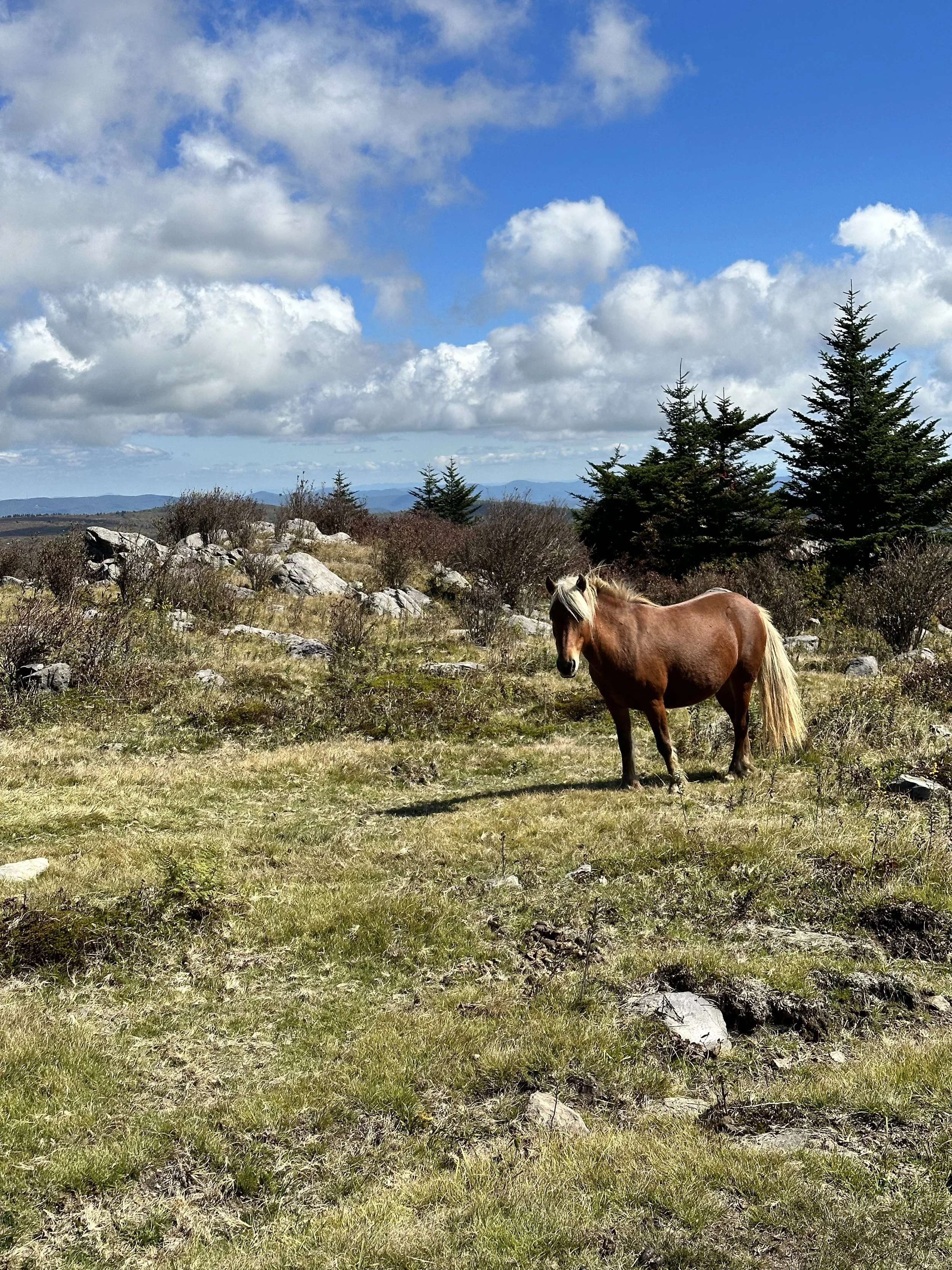 Return to Quantum Sanity--Redemption on the AT