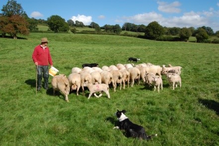 Poll Dorset Sheep Flock
