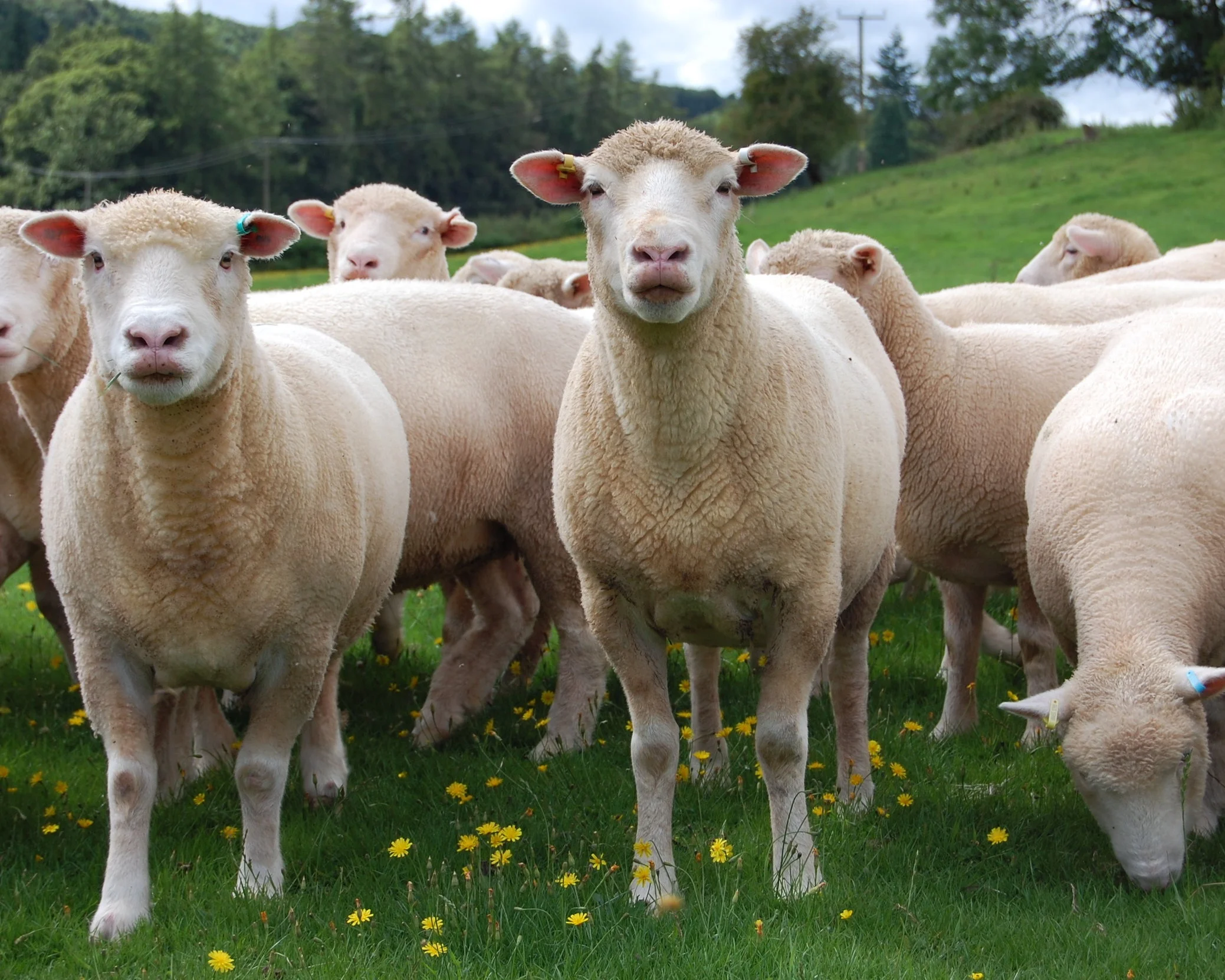 Sheep+%2815%29.jpg