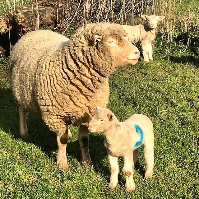 It&rsquo;s that time of year again #lambing #dorsethornsheep