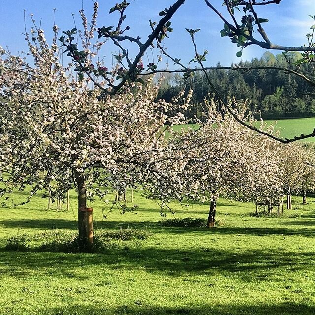 During this time we&rsquo;re lucky enough to be able to walk out to our fields...This time of year is beautiful. Our apple trees are springing into stunning bloom. Let&rsquo;s hope for a good harvest to make our delicious apple juice &amp; cider late