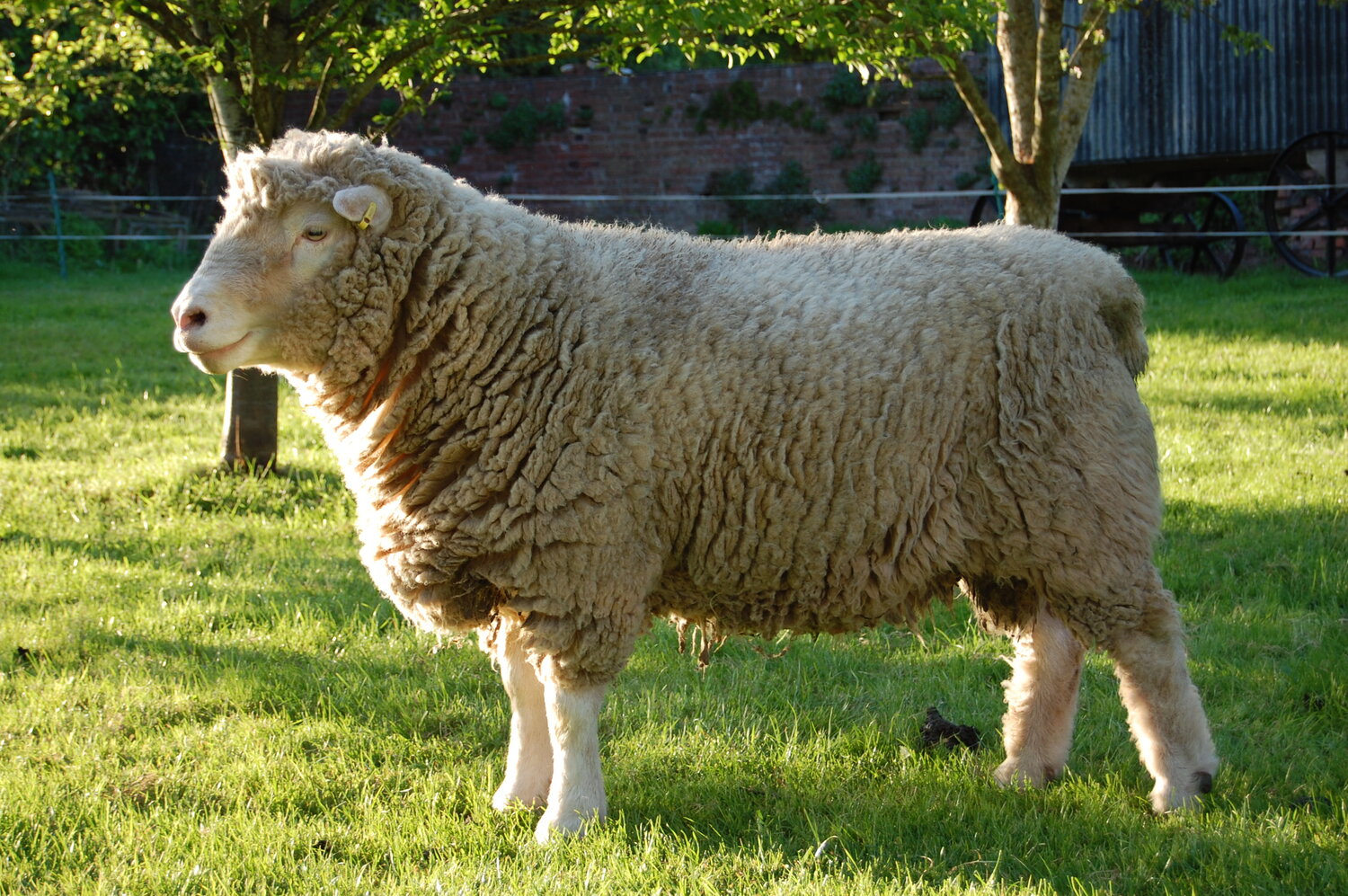 Dorset Sheep Flock — Home Farm Dulas