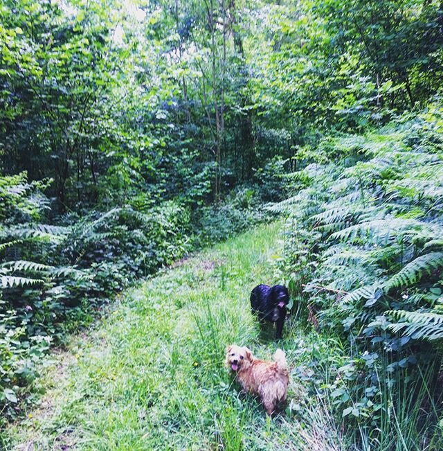 Country Walks. Fresh air, nature &amp; space. . .
.
#countrywalks🌿 #countryside #woodland #nature #dogsofinstagram #dogwalking #holidayescapesuk #farmstay #visitherefordshire