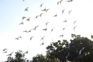 doves.jpeg