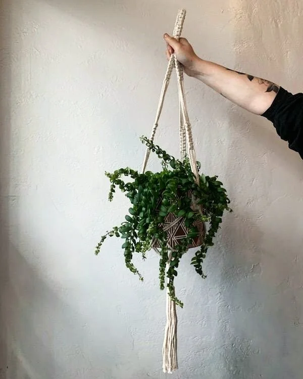 potted plants (5).jpg
