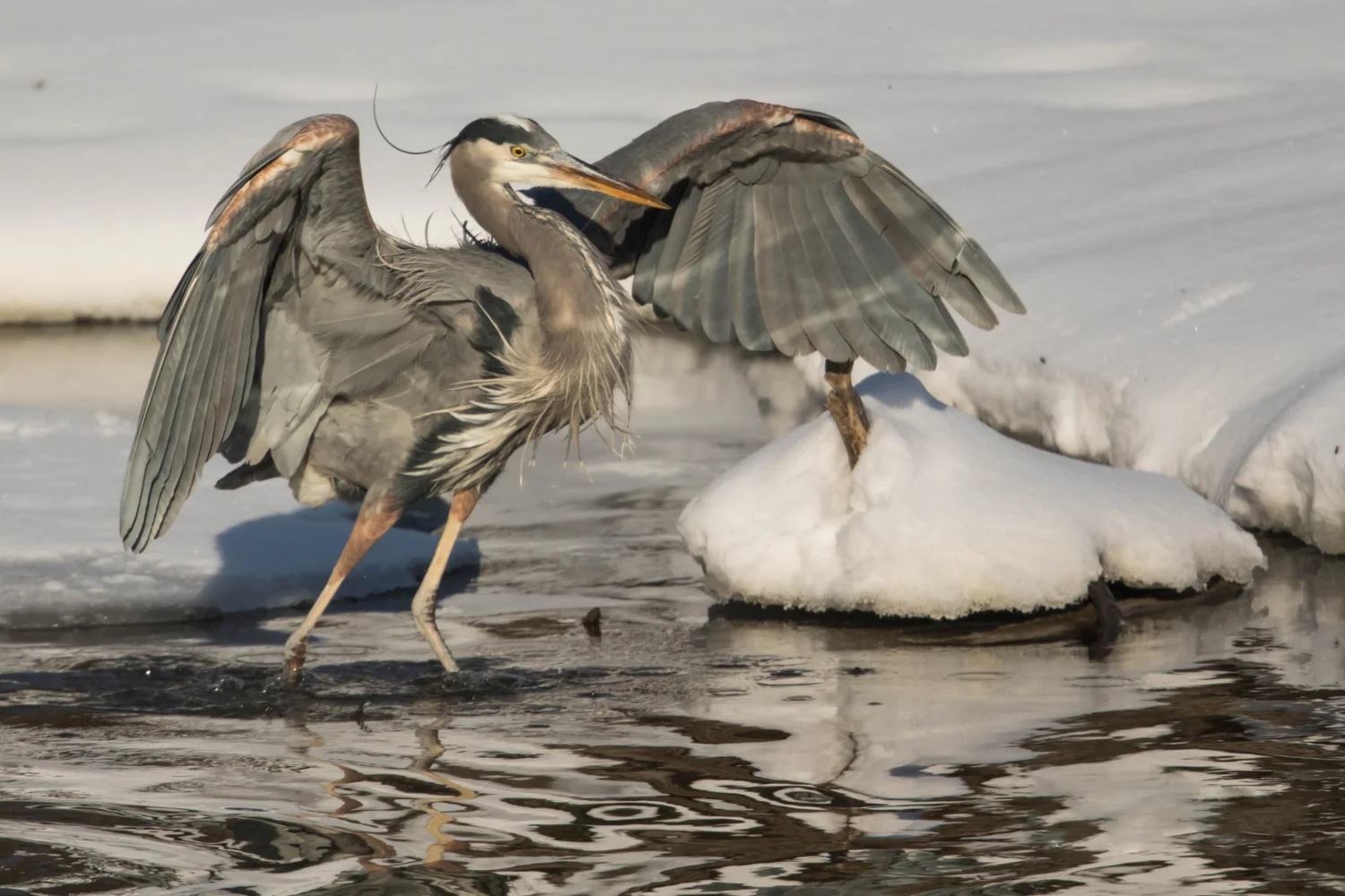 Great Blue Heron