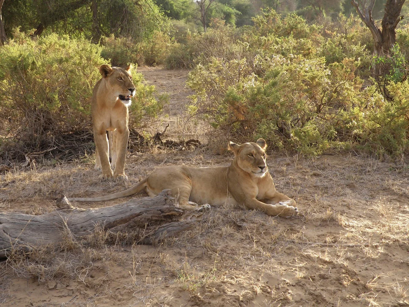 Lazy Samburu Afternoon
