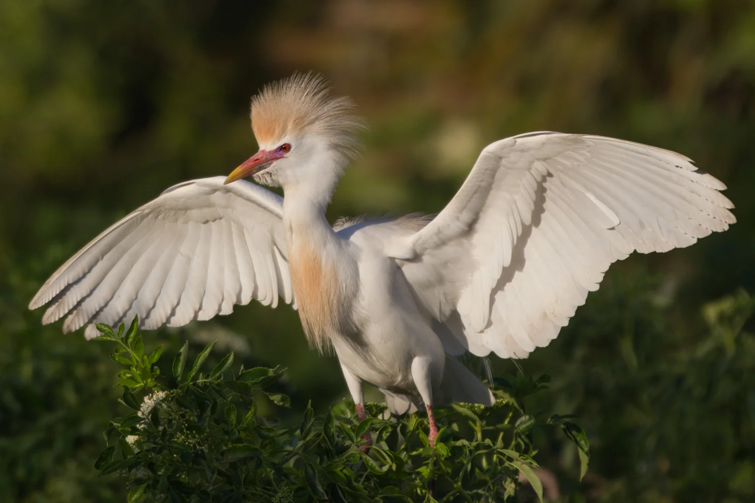 Cattle Egret Flap