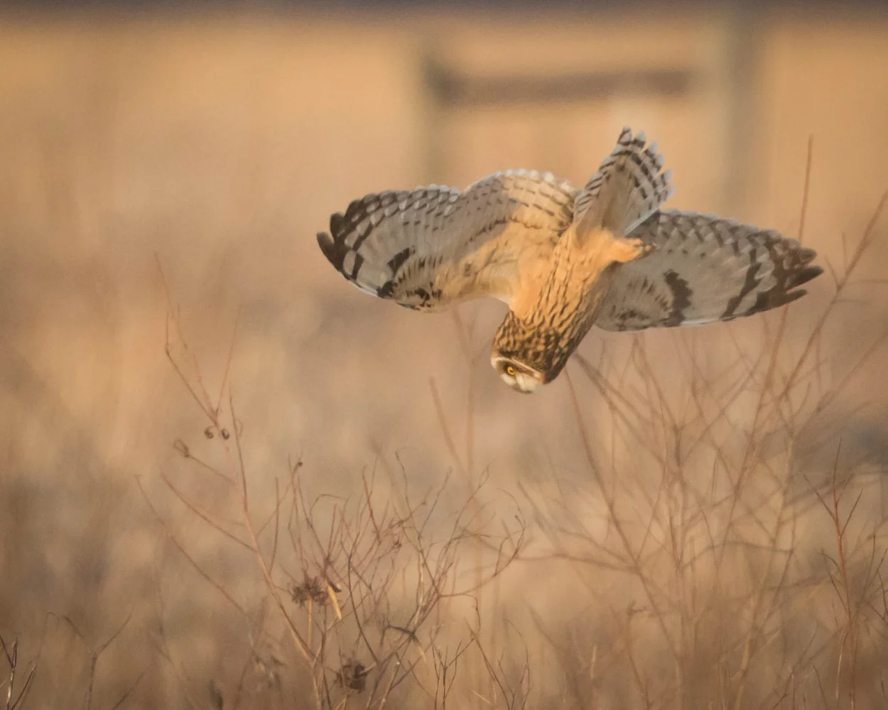 Short-eared Owl Dive