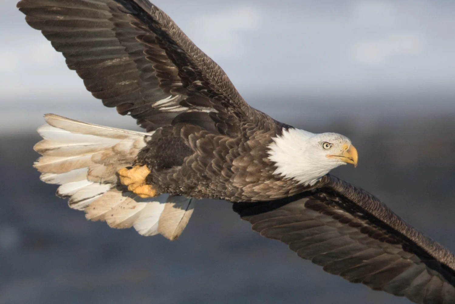 Close Fly By