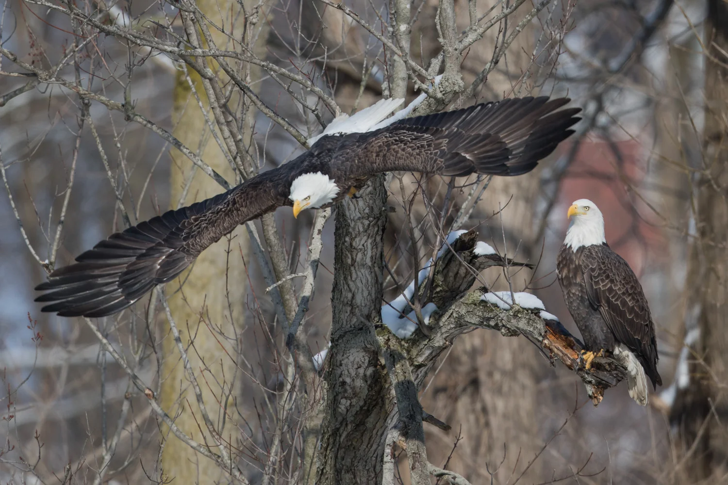 Eagle Pair