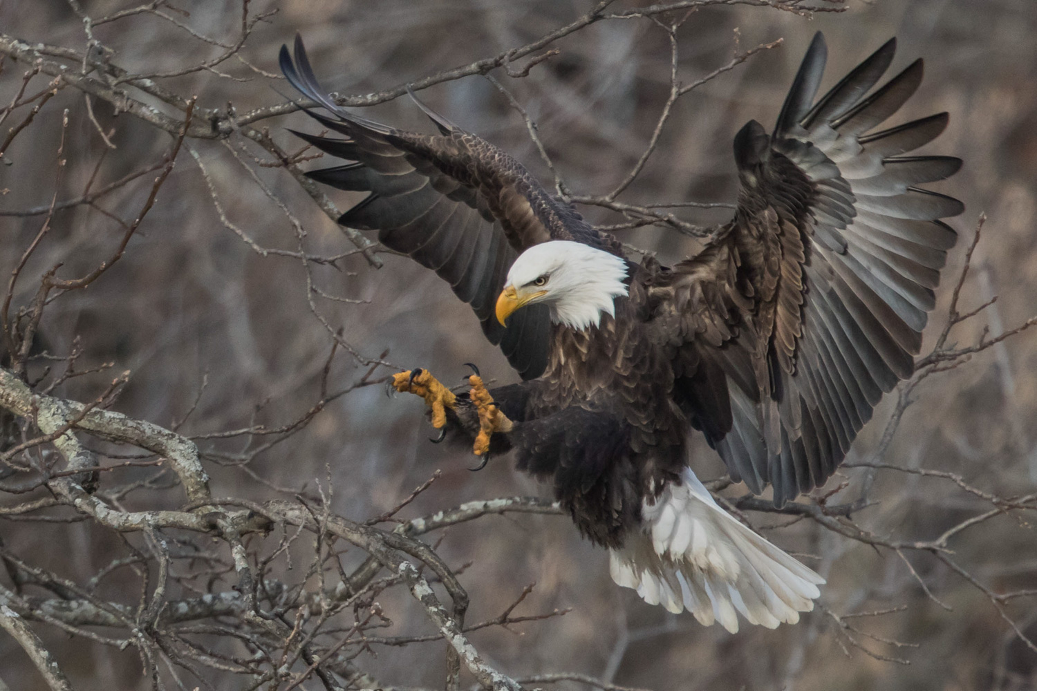 Approaching Eagle