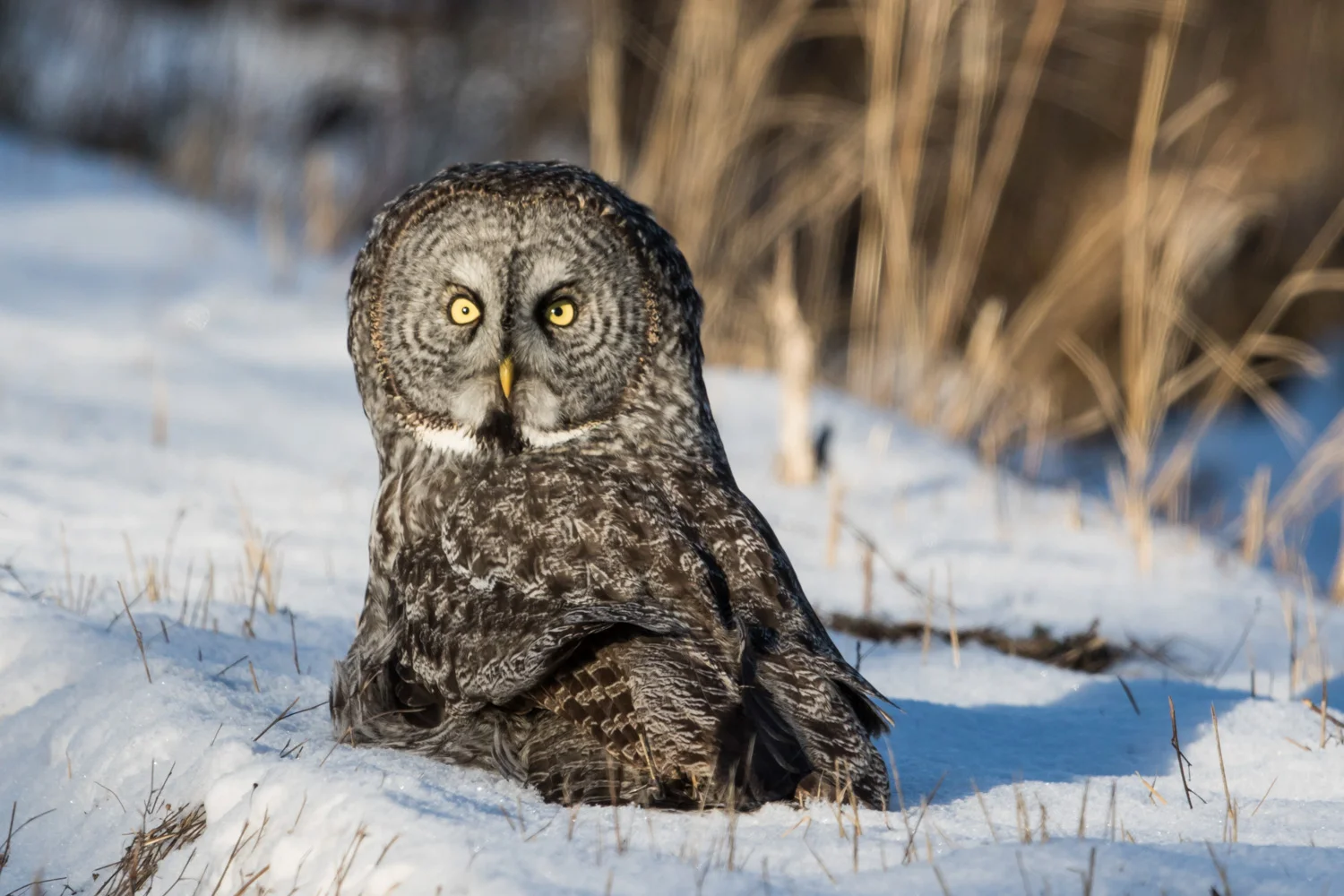 Great Gray Hunting