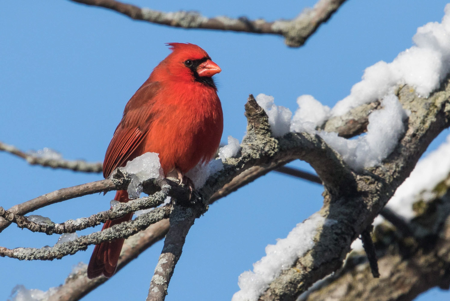 Winter Cardinal
